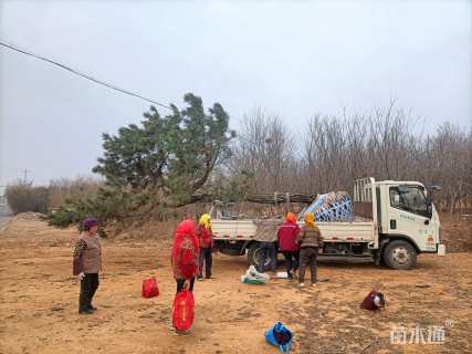 高度400厘米黑松