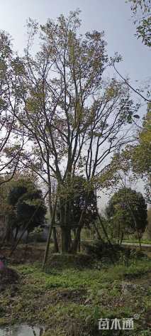 112公分(5杆)丛生朴树
