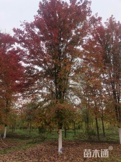 18公分美国红枫