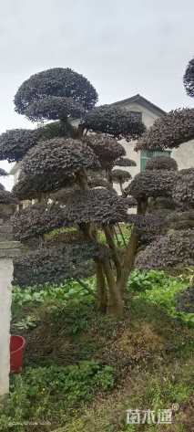 高度2500厘米红花继木