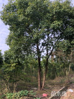 30公分多杆香樟