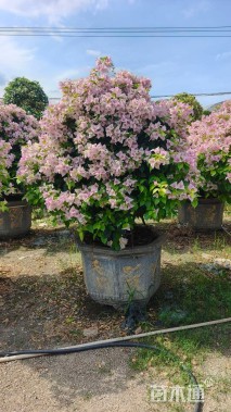 高度180厘米三角梅