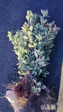 高度30厘米金边黄杨