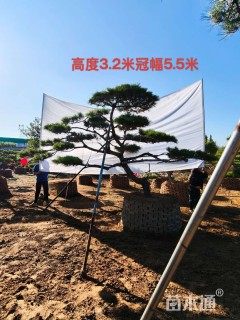 高度100厘米黑松