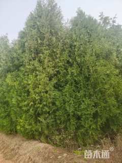 高度500厘米柏树