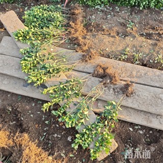 高度50厘米大叶黄杨