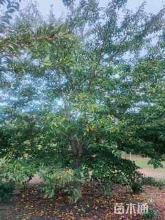 15公分染井吉野樱