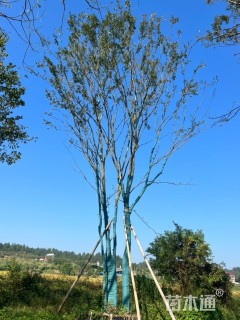 70公分(5杆)丛生榔榆