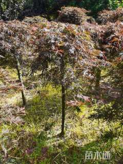 高度100厘米羽毛枫