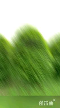 冠幅300厘米桂花球