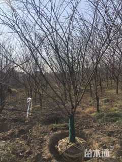 16公分紫叶紫荆