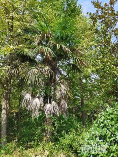 裸干高600厘米棕榈