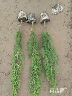 高度70厘米侧柏