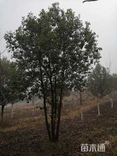 40公分丛生香樟