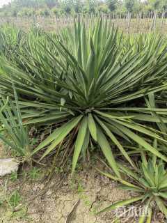 高度80厘米凤尾兰