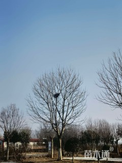 35公分金叶复叶槭