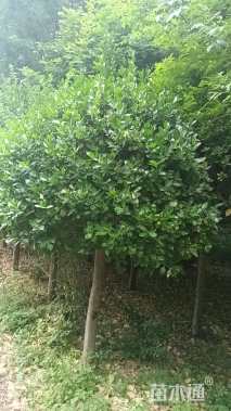 冠幅1000厘米卫矛球