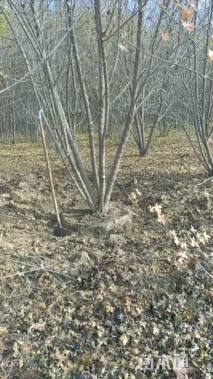 高度700厘米丛生五角枫