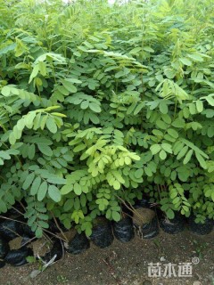 高度50厘米紫穗槐