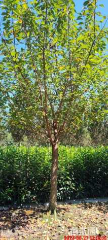 15公分日本晚樱