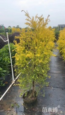 冠幅80厘米千层金球