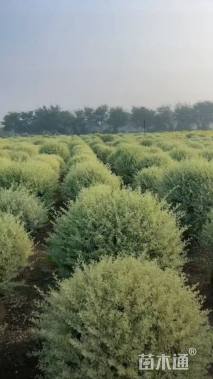 高度130厘米金姬小蜡