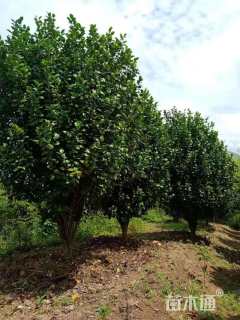 高度290厘米茶花-红露珍