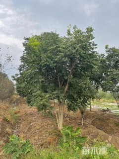 30公分(3杆)丛生无患子