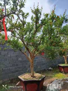 20公分造型石榴