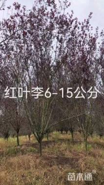 18公分紫叶李