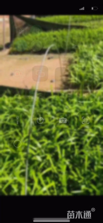 高度25厘米鸢尾