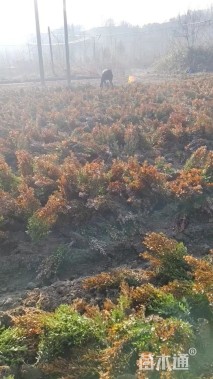 高度40厘米小叶黄杨