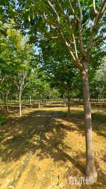 12公分秋紫白蜡