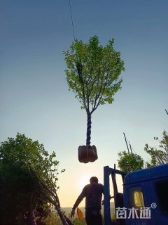 6公分福建山樱花