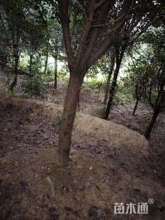 14公分红叶石楠