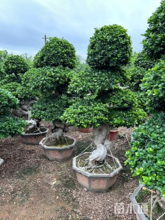 高度180厘米金钱榕