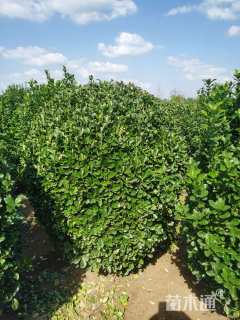 冠幅140厘米大叶黄杨球