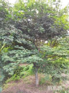 14公分日本红枫