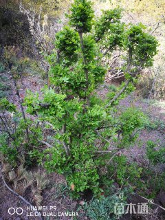 50公分桃叶卫矛