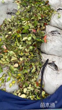 40厘米黄金络石