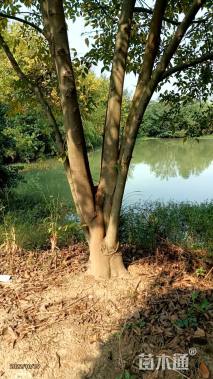 22公分(3杆)丛生朴树