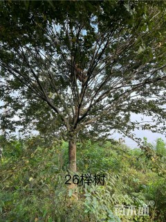 25公分榉树