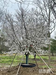 15公分染井吉野