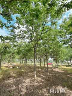 16公分栾树