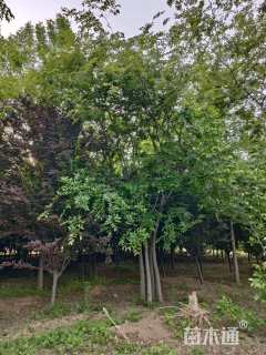 8公分(5杆)丛生朴树