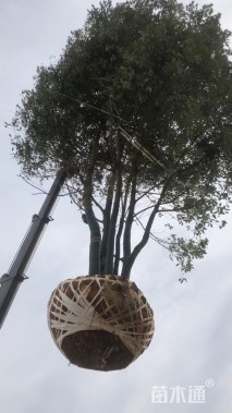 40公分(3杆)丛生香樟