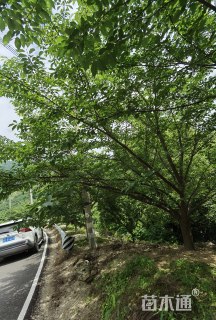 18公分高杆染井吉野樱