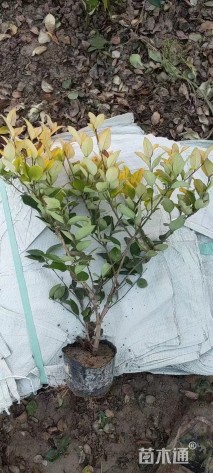 高度60厘米金森女贞