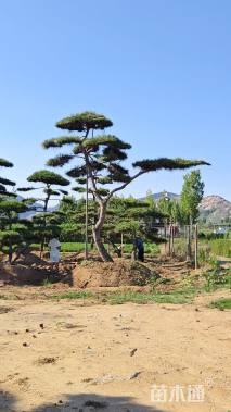 高度450厘米油松