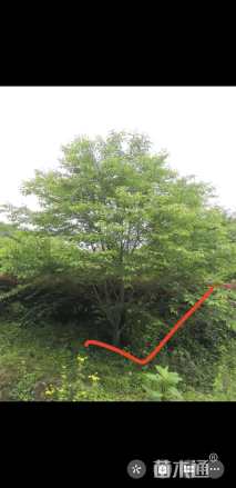 38公分染井吉野樱